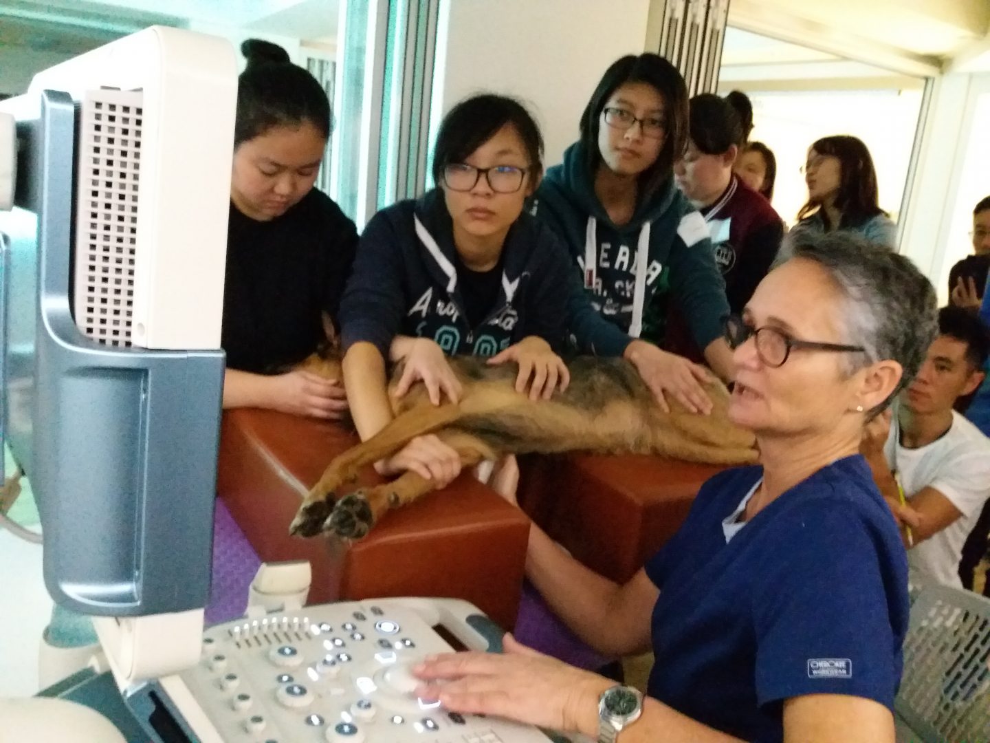 Vet Workshop