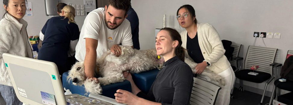 09.12.2024 ~ 10.12.2024 – HKVA small animal Cardiac Ultrasound workshop